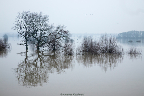 water staat hoog waal