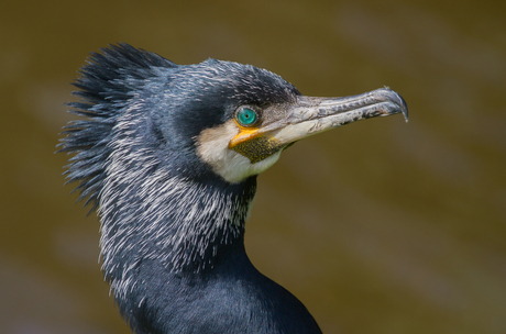 Aalscholver - Phalacrocorax carbo