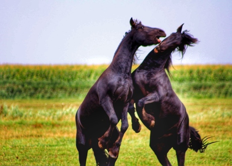 Black horses