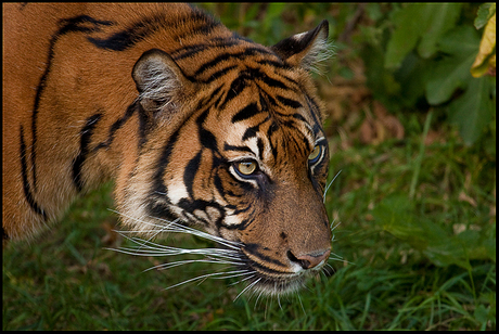 Sumatraanse Tijger