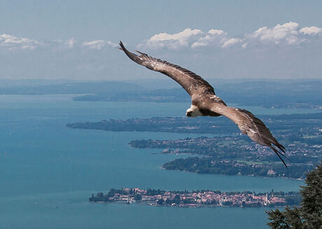 Bird With A View To A Kill