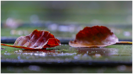 Autumn Leaves