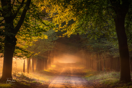 Guardians of the light