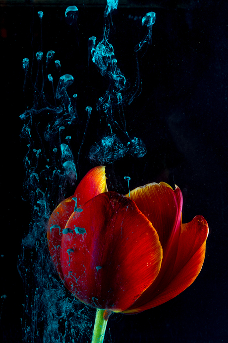 Tulp met water