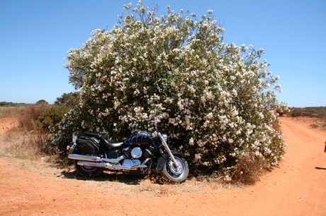 Motorcycle in front of a desert tree with white flowers