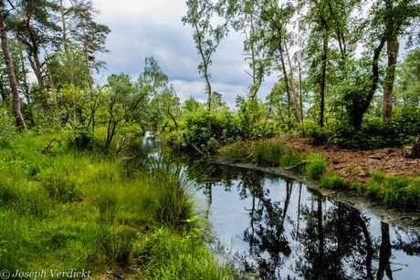 20180617_FZT Kempense heide Kalmthout_026