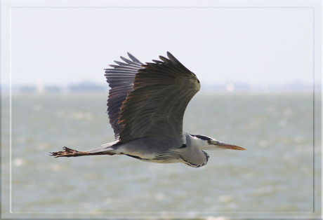 Reiger