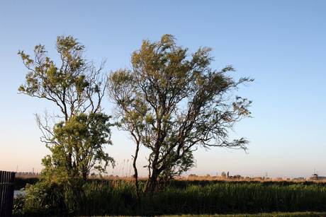 Bomen