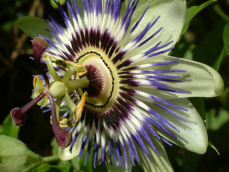 Passiflora