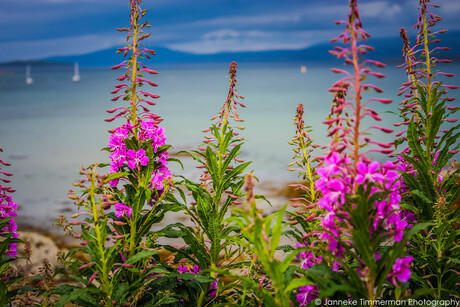 Fireweed roos in schotland