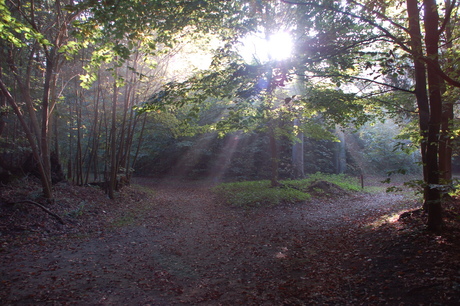 Zonnestralen in Elswout