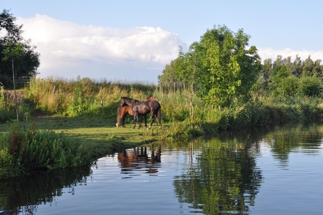 Paarden