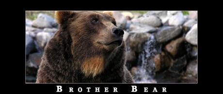 Brother bear