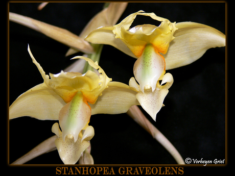 Stanhopea Graveolens
