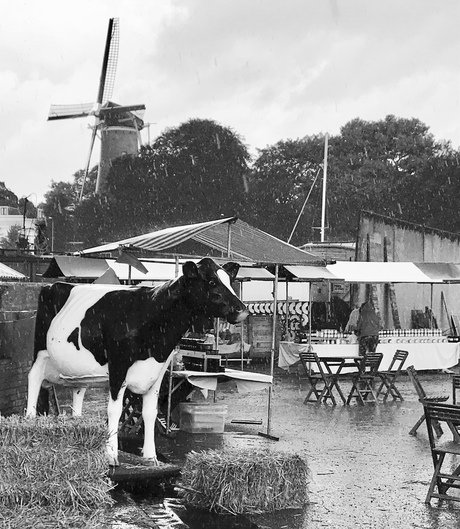 Regen, wind, koe en een molen