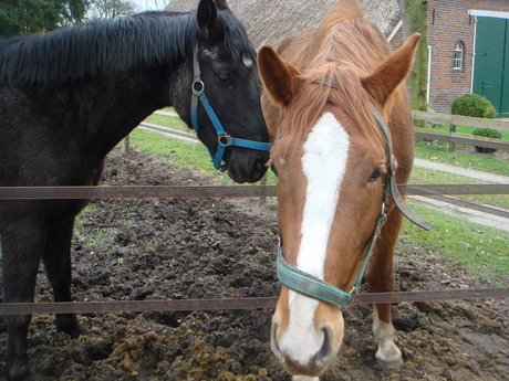 Paardenfluisteraar