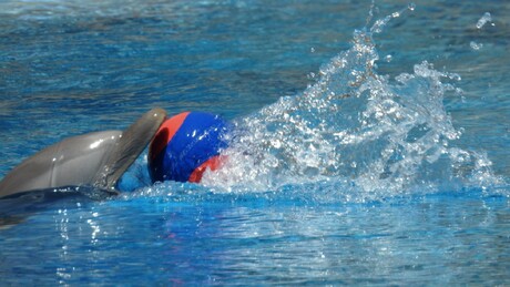 Waterpolo