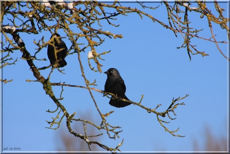 kauw in de winter