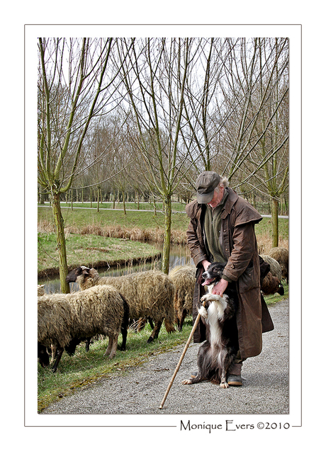 Schapen en herder