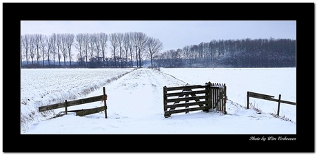 Winter Biesbosch