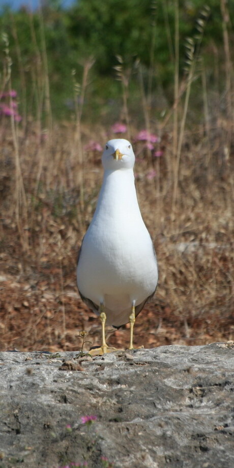 Meeuw staat model