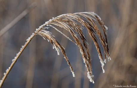 Rijp op riet