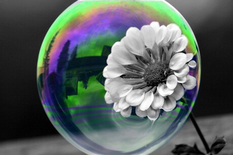 B&W Flower in a bubble