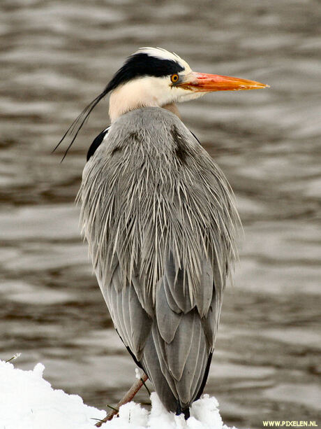 Winterse reiger