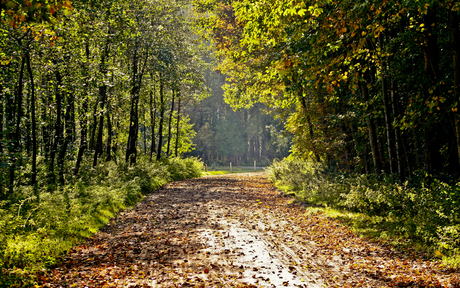 De herfst komt eraan...