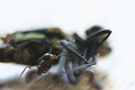 Libelle wordt opgeruimd