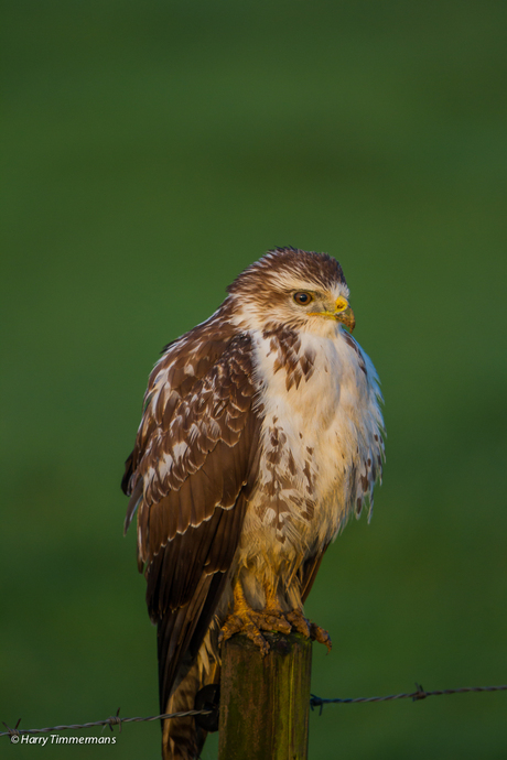 De "klei"- buizerd