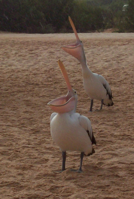Pelikanen, Monkey Mia, Australie