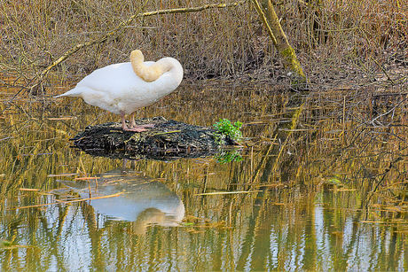 DSC_2122 Slapende Zwaan..