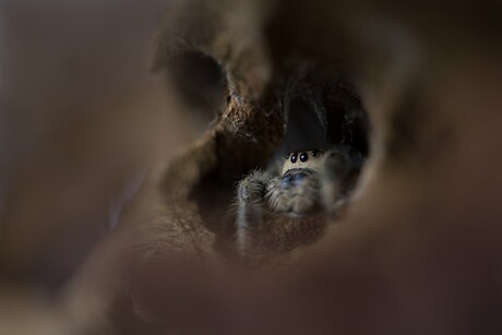 in her cave