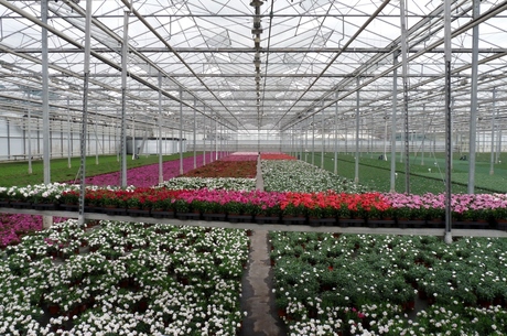 P1380377 KOM in de KAS nr8 Warenhuis Tuinplanten met werktafel 2april 2016