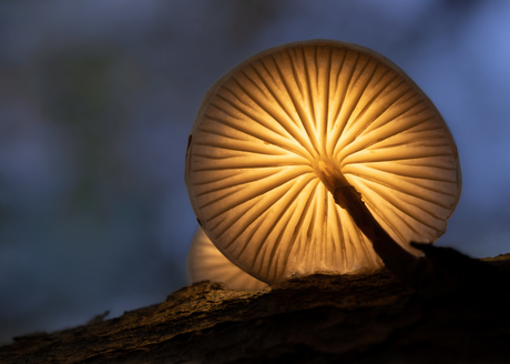 Licht in de duisternis