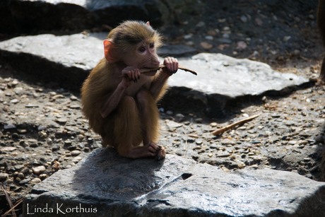 Op een houtje bijten..