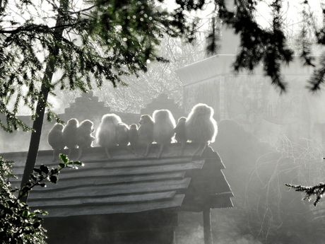 Aapjes in de mist