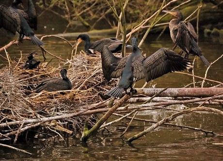 Aalscholver in de stad!