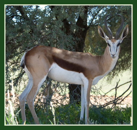 Springbok in de schaduw