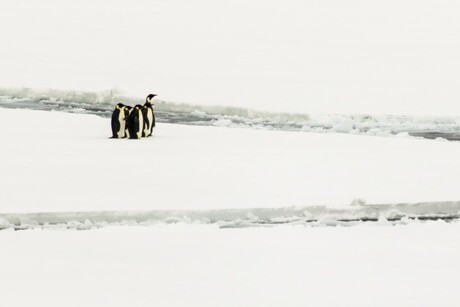 Emperor pinguins op het pakijs