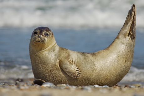 Zeehond op het strand