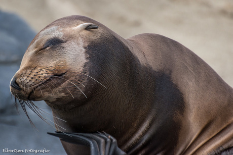 Wildlands Adventure zoo Emmen