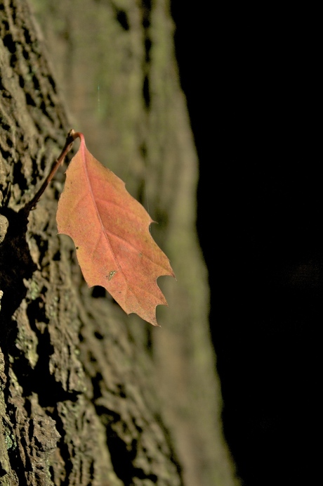 Herfst