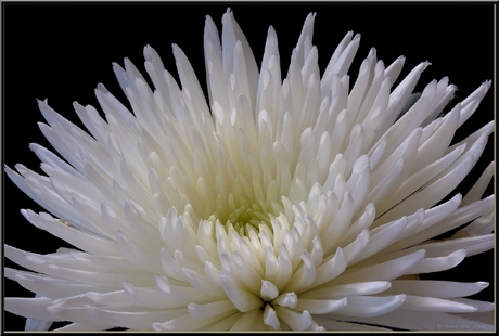 Chrysant