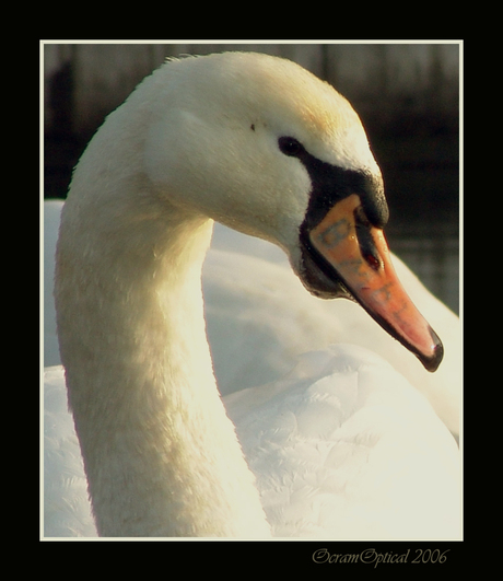 Portret van een zwaan