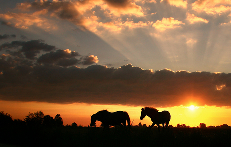Sunrise horses