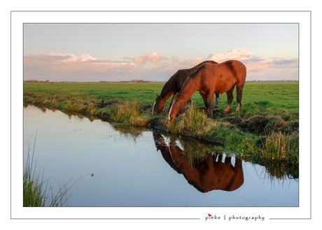 Paarden in spiegelbeeld