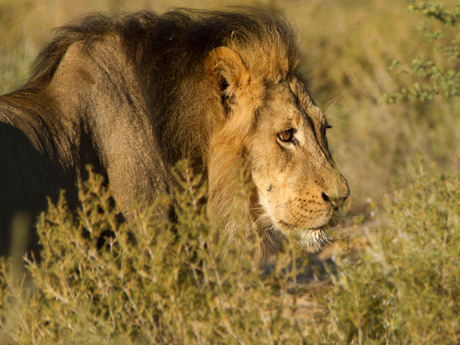 Leeuw Kalahari