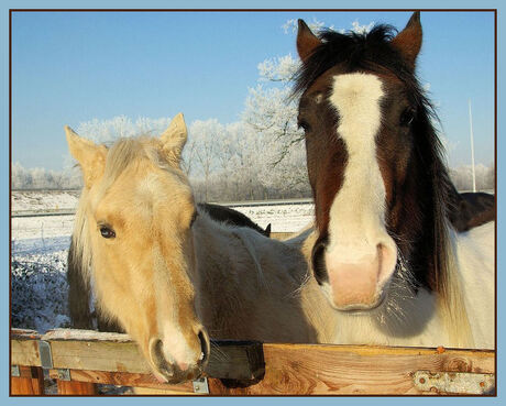 samen in de sneeuw